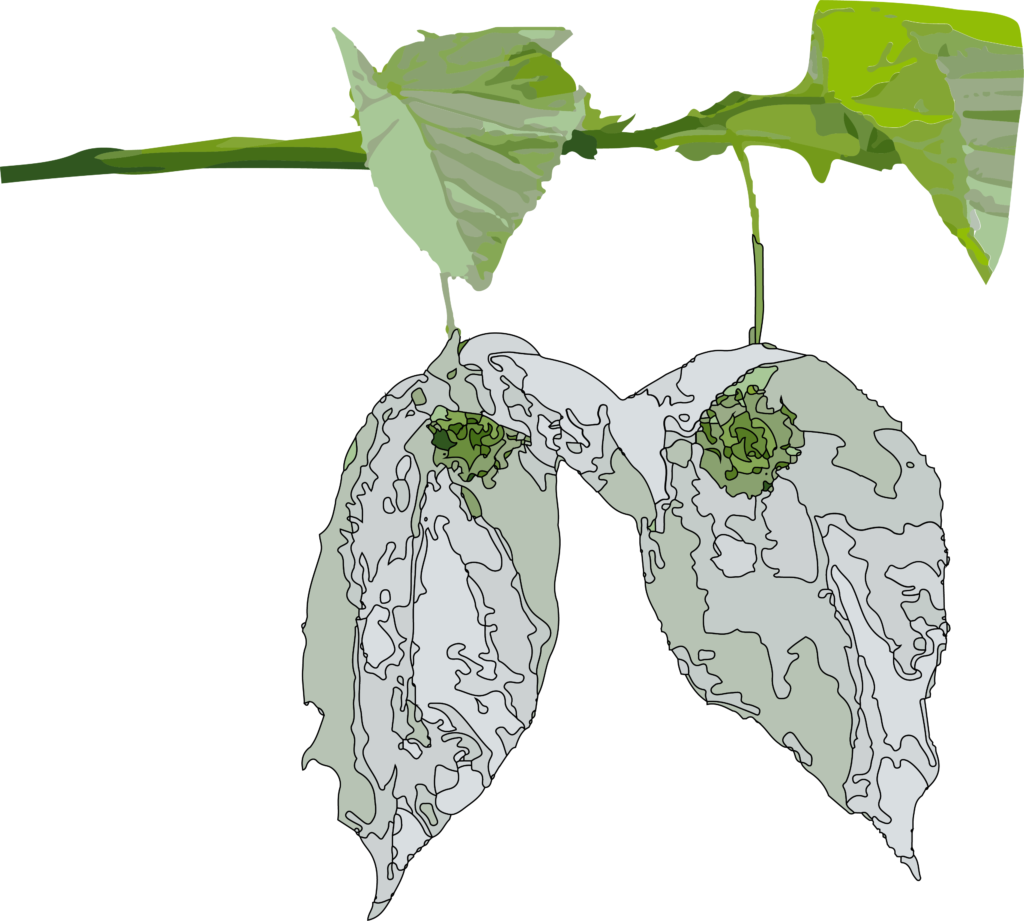 A semi-realistic vectorized design of a branch of a dove tree, including the two white leaves