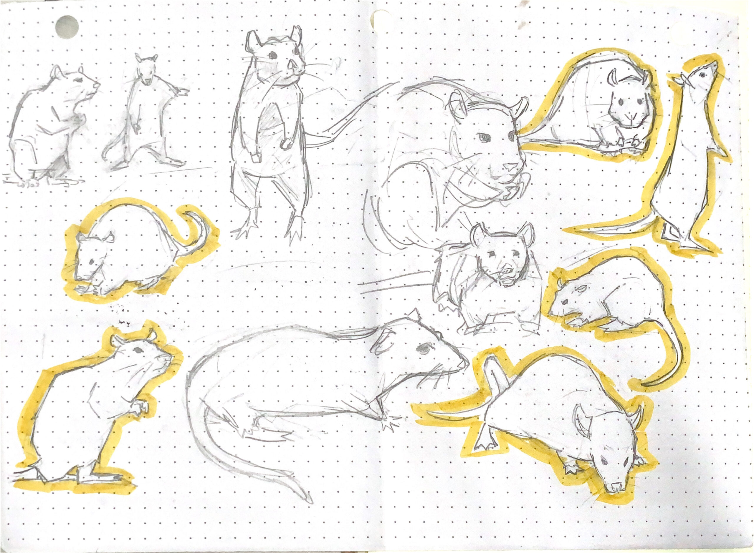 First mouse studies